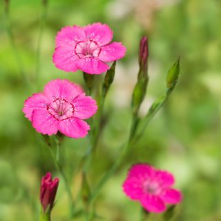 Heide-Nelke Flashing Light - Dianthus deltodies - 330 Samen