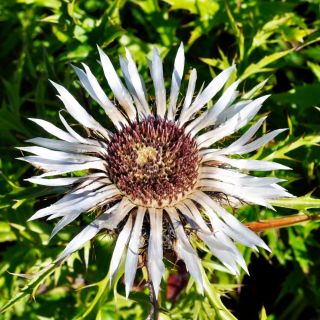 Carlina angélica - 75 semillas - Carlina acaulis ssp. simplex
