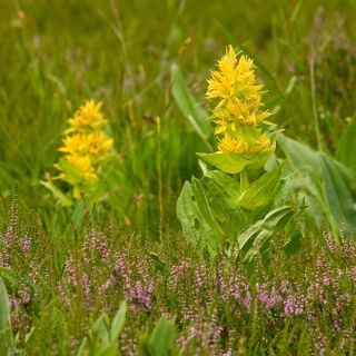 Semințe mixte de gențiană - Gentiana sp.