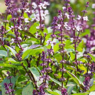 Basilika - Blue Spice - 650 frön - Ocimum basilicum