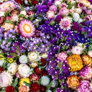 Amestec pentru buchete uscate - Creare de aranjamente florale spectaculoase - Semințe proaspete