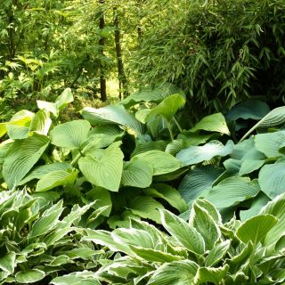 Хоста семена - Hosta sp. - 18 семян
