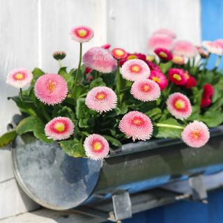 Százszorszép - rózsaszín - 600 magok - Bellis perennis