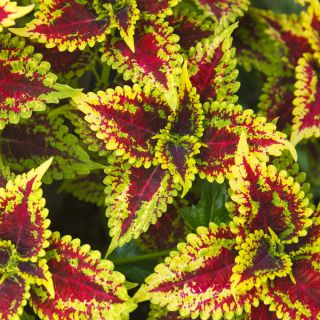 Palettblad - Rainbow - Coleus blumei - Andlöst regnbågsskådespel av lövverk - Färska frön