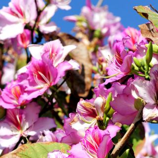 Semena stromů v Hong Kongu - Bauhinia blakeana - Bauhinia variegata