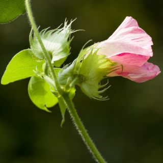 Levant Cotton seeds - Gossypium herbaceum - 8 seeds