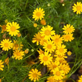 Dahlberg Daisy, Biji Golden Fleece - Thymophylla filifera - 1500 biji - Thymophylla  - benih