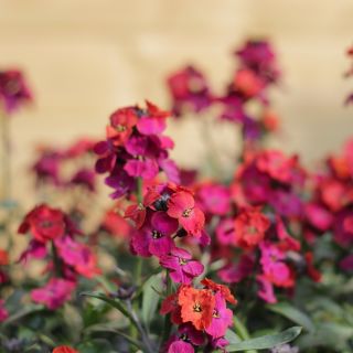 Английские смешанные семена Wallflower - Cheiranthus Cheiri