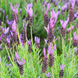 Francúzska levanduľa, španielske levandulové semená - Lavandula stoechas - 37 semien