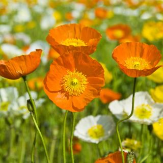 Izlandi mák - 3750 magok - Papaver nudicaule