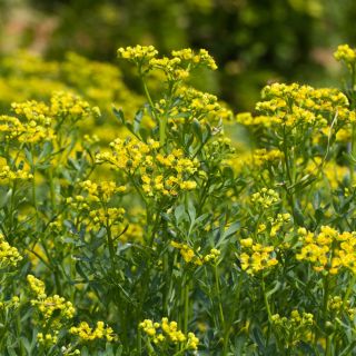 Ruta graveolens perenne - 250 semillas