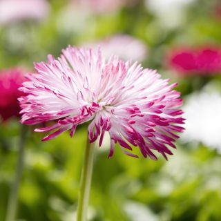 English Daisy Pomponette Mix seeds - Bellis perennis - 600 seeds