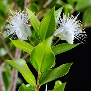 بذور الآس - Myrtus communis - 18 بذور - Myrtus communis L. - ابذرة