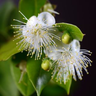 بذور الآس - Myrtus communis - 18 بذور - Myrtus communis L. - ابذرة