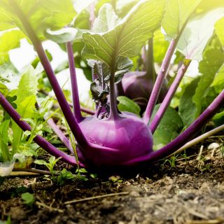 Purple Kohlrabi Alka seeds - Brassica oler convar. acephala var. gongylodes - 520 seeds