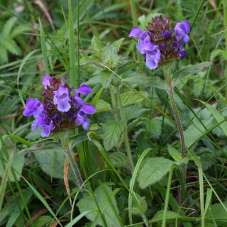 Semena Prunella - Prunella grandiflora - 50 semen