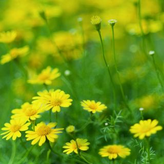 Dahlberg Daisy, Biji Golden Fleece - Thymophylla filifera - 1500 biji - Thymophylla  - benih