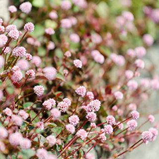 Pink Knotweed, semi di Knotweed giapponesi - Polygonum capitatum - 100 semi
