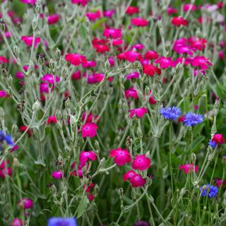 Rose Campion frø - Lychnis coronaria - 360 frø