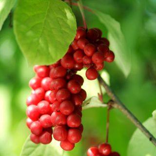シサンドラ、シサンドラベリーの種 -  Schisandra chinensis - シーズ