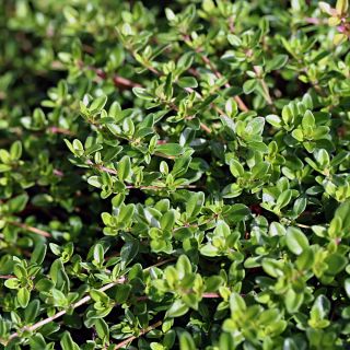Kerti kakukkfű - Thymus vulgaris - Gyógyító gyógynövények paradicsoma – ínyencek kedvence - Friss vetőmagok