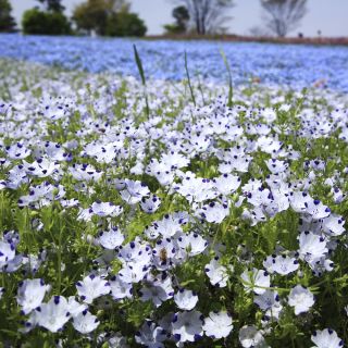 Sementes de Cinco Pontos - Nemophila maculata - 200 sementes