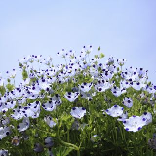 Sementes de Cinco Pontos - Nemophila maculata - 200 sementes