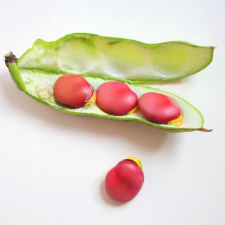 Bob zahradní - Karmazyn - Vicia faba - Perfektní na mrazení, syrové i vařené - Čerstvá semena