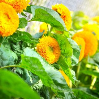 矮小的双向日葵种子 - 向日葵fl。 PL。 -  90粒种子 - Helianthus annuus - 種子
