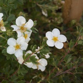 Cinquefoil mixed seeds - Potentilla sp. - 300 seeds