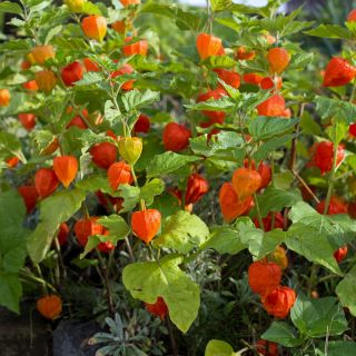 חורף שרי, שלפוחית השתן זרעי דובדבן - Physalis alkekengi - 165 זרעים - Physalis alkekengi var. Franchetti