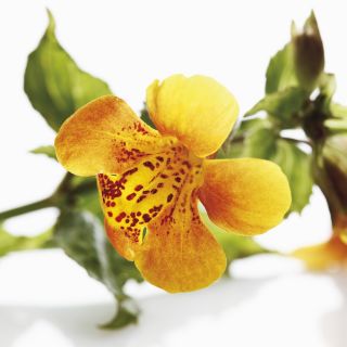 Bohócvirág - Mimulus tigrinus - Egzotikus színek, lenyűgöző a kertekben - Friss vetőmagok