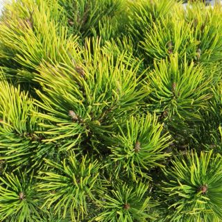 Mugo fenyőmag - Pinus mugo - 40 mag - Pinus mugo var. Mughus - magok