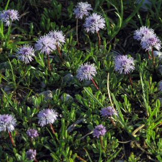 Echte Kugelblume Samen - Globularia punctata - 400 Samen -