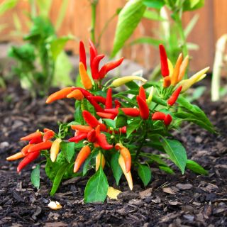 Paprika - Poupila - Výrazná chuť v kompaktní velikosti, vhodná do květináčů! - Čerstvá semena