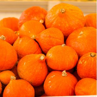 Jättepumpa - Potimarron - 15 frön - Cucurbita maxima