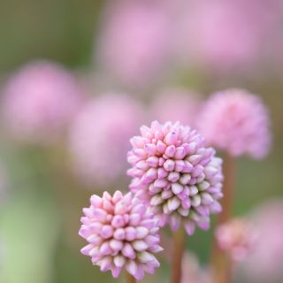 Pink Knotweed, semi di Knotweed giapponesi - Polygonum capitatum - 100 semi