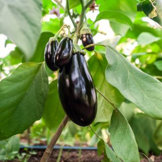 Aubergine - Black Beauty - Deep Purple Harvest for Grilling - Fresh Seeds