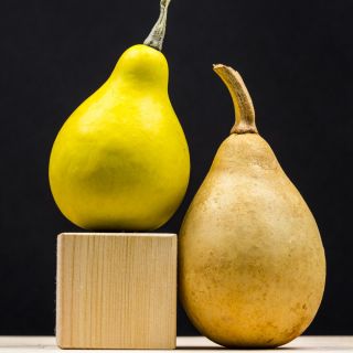 कद्दू के बीज - ककुर्बिता पेपो पिरिफोर्मिस - 