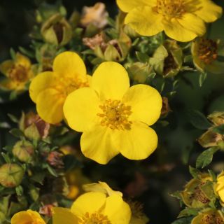 Cinquefoil mixed seeds - Potentilla sp. - 300 seeds