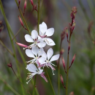 Gaura Sparkle Biele semená - Gaura lindheimeri - 30 semien