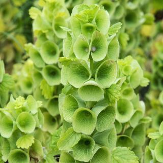 Musselsyska - 160 frön - Moluccella laevis