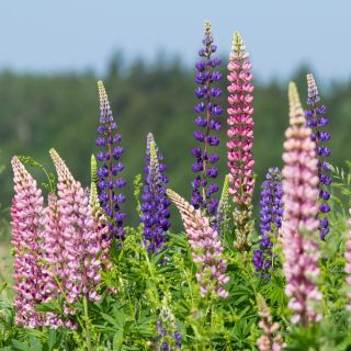 Staude Lupin - blanding - Lupinus polyphyllus - Spektakulære spir af farverige blomster! - Friske frø