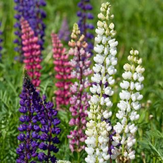 Staude Lupin - blanding - Lupinus polyphyllus - Spektakulære spir af farverige blomster! - Friske frø