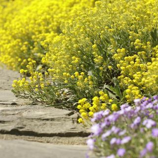 Graines d'Alysson des montagnes - Alyssum montanum - 500 graines