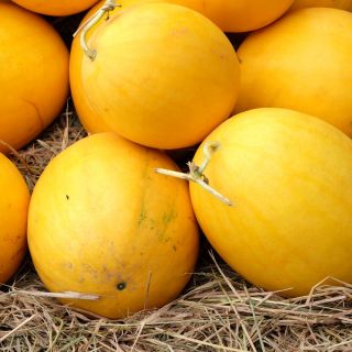 Arbuus - Złoto Wolicy - 9 seemned - Citrullus lanatus