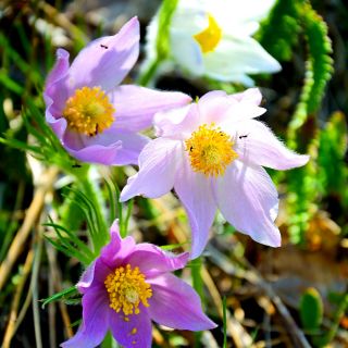Deditel - amestec de culori - Pulsatilla vulgaris - Ideal pentru paturi perene și grădini de rocă - Semințe proaspete