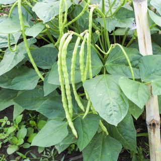Spargelbohne, Schlangenbohne - Vigna unguiculata - Zarte Schoten für die Sommerernte - Samen