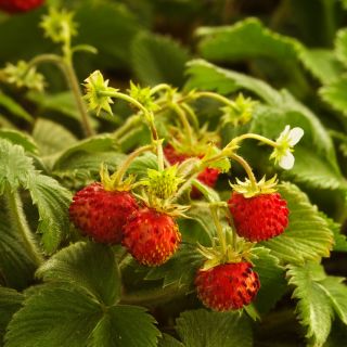 Semințe de căpșună sălbatică Rugia - Fragaria vesca - 1280 de semințe