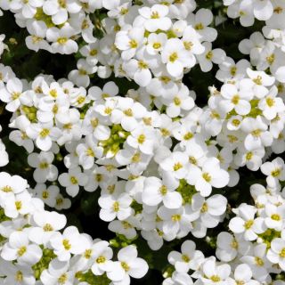 Fjälltrav - vit - Arabis alpina - Täta vita mattor - Färska frön
